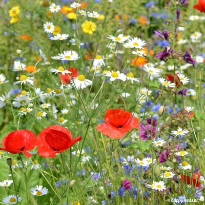 Buzzy Gemengde Weidebloemen Zaden Voor Zeker 25 m2 - Kerstcadeau