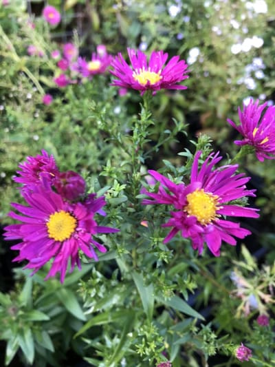 6 x Aster novi belgii 'Crimson Brocade' - Herfstaster - P9 Pot (9 x 9cm) - Dima Vaste Planten