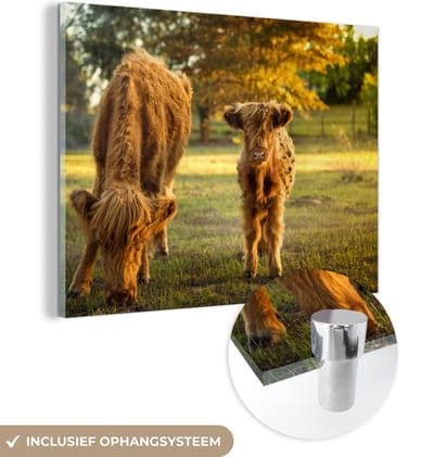 MuchoWow® Glasschilderij 160x120 cm - Schilderij acrylglas - Schotse Hooglander - Kalfje - Herfst - Foto op glas - Schilderijen