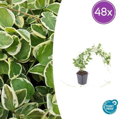 Trendyplants - Vinca major 'Variegata' - 48 stuks - Grote Maagdenpalm - Winterhard - Hoogte 10-30 cm - Potmaat Ø9cm