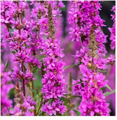 Moerings Lythrum Salicaria | Kattestaart | In 9CM pot