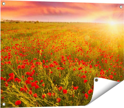 Gards Tuinposter Rode Klaproos Bloemenveld - Zonsondergang - 80x60 cm - Tuindoek - Tuindecoratie - Wanddecoratie buiten - Tuinschilderij