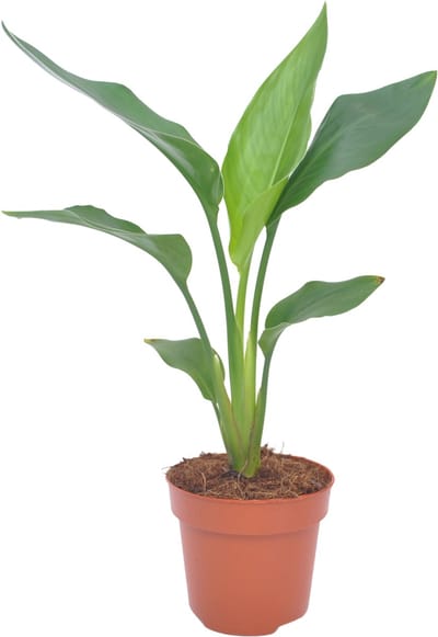 Strelitzia | Paradijsvogelplant | 35cm
