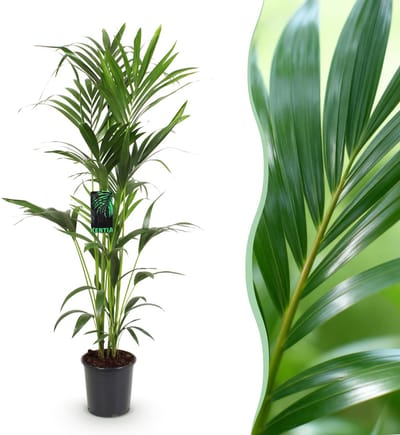 Plantenboetiek.nl | Howea Forsteriana - Kentia Palm - Weinig Onderhoud - Groen - Ø24cm - 140-150cm hoog - Kamerplant - Groenblijvend