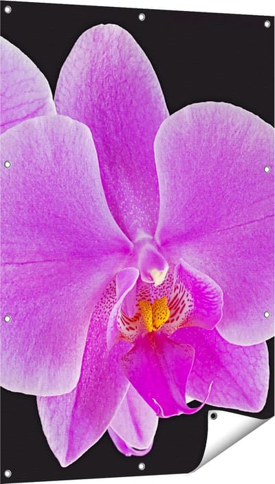 Gards Tuinposter Licht Paarse Orchidee - Bloem - 80x120 cm - Tuindoek - Tuindecoratie - Wanddecoratie buiten - Tuinschilderij
