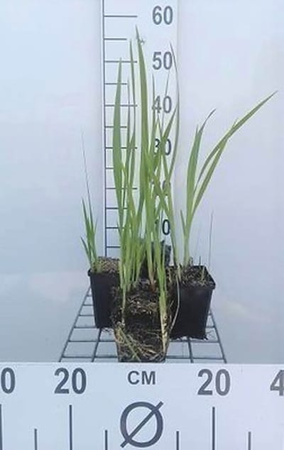 6x Montbretia - Crocosmia masoniorum | 9x9 cm pot