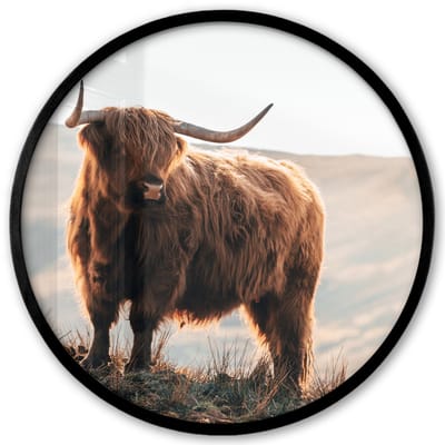 Poster in lijst Rond - Fotolijst 40x40 cm - Posters - Schotse hooglander - Dieren - Landelijk - Landschap - Koe - Natuur - Ronde posterlijst zwart - Decoratie - Wanddecoratie woonkamer - Muurdecoratie slaapkamer