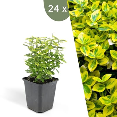 Plants by Frank | 24 Gele Kardinaalsmuts Planten | Euonymus 'Emerald 'n Gold' | Winterharde bodembedekker planten | tuinplanten | Winterharde vaste planten meerjarig | Winterharde tuinplanten