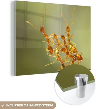 MuchoWow® Glasschilderij 160x120 cm - Schilderij acrylglas - Mieren - Oranje - Dieren - Foto op glas - Schilderijen