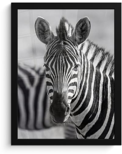 Poster in lijst - Fotolijst 30x40 cm - Posters - Zebra's - Zwart - Wit - Posterlijst zwart - Decoratie - Wanddecoratie woonkamer - Muurdecoratie slaapkamer
