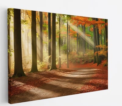 Saammp Canvas Schilderij - Pad door het bos - Herfst - Zon - Landschap - Natuur - 45x30 - Foto op canvas - Wanddecoratie - Muurdecoratie Woonkamer - Slaapkamer decoratie - Canvas Print