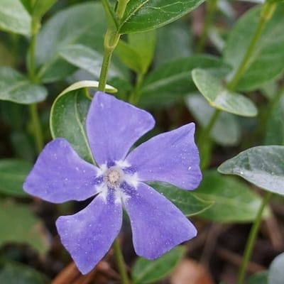 24 x Grootbladige maagdenpalm - Vinca major pot 9x9cm, voor 3m² : Een charmante bodembedekkende halfheester voor uw tuin.