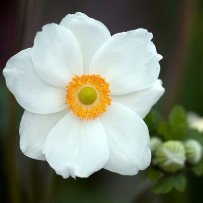 6x Anemone hybrida 'Andrea Atkinson' Pot 9x9cm - Prachtige bloeiende planten