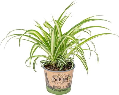 Bloomique - Chlorophytum Variegatum - Graslelie - Kamerplanten - Luchtzuiverend - Diervriendelijk - Hoogte 20-30 cm - Pot 12 cm