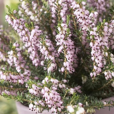 12 x Winterheide Roze|Wit - Bodembedekker Wintergroen - Erica carnea 'Ghost Hills' C1.5(liter) pot met hoogte 10-20cm