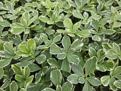 Bodembedekker Pachysandra - Wintergroene plant - Tuin opvullen - Crèmewitte bladrand - 48 planten - Meerkleurig