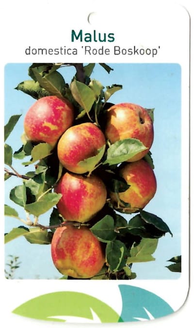 Oosterik home - Malus Domestica Rode Boskoop