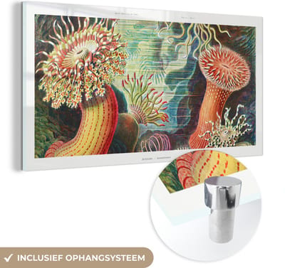 MuchoWow® Glasschilderij 40x20 cm - Schilderij acrylglas - Ernst Haeckel - Anemoon - Retro - Natuur - Planten - Zee - Foto op glas - Schilderijen