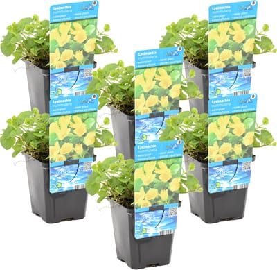 Bloomique - Set van 6 - Lysimachia Nummularia - Penningkruid - Vijverplanten - Waterplanten - Winterhard - Hoogte 10-20 cm - Pot 9 cm