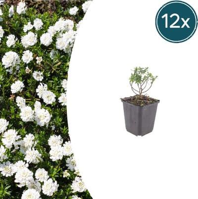 Tuinplantenshop.com | Iberis semp. 'Schneeflocke' | 12 stuks - Ø9cm - 10-25cm hoog - Tuinplant