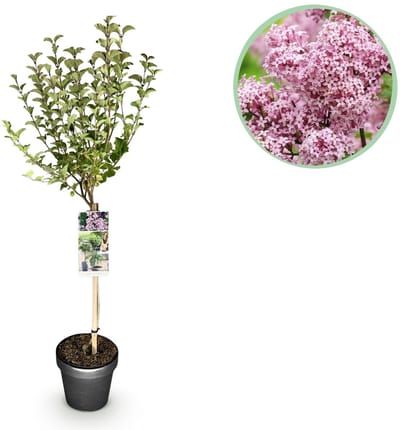 Green boutiQ - Plant op Stam- Syringa meyeri Palibin - Terras Plant - Bladverliezend - Winterhard- Paarse Bloem - Pot 19cm Hoogte 90cm