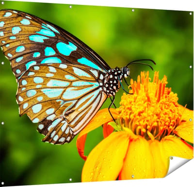 Gards Tuinposter Blauwe Vlinder bij een Oranje Bloem - 150x120 cm - Tuindoek - Tuindecoratie - Wanddecoratie buiten - Tuinschilderij