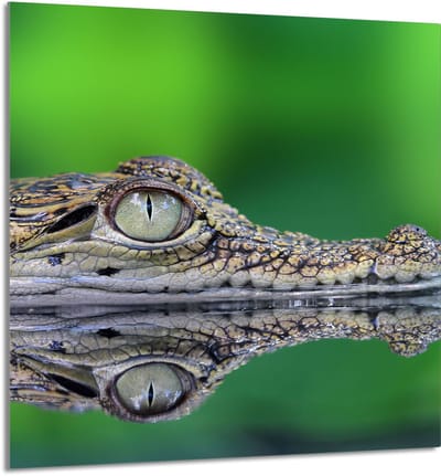 TMK ArtDeko - Snijplank - Krokodil - 60x65 cm - Tempered Glass