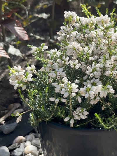 Dopheide Wit - 10 Stuks - Erica cinerea 'Alba Minor' - P9.5 - Plant - Tuinplant - Heide