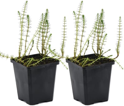 Bloomique - Set van 2 - Hippuris Vulgaris – Lidsteng – Onderhoudsvriendelijk – zone 2t/m5 – - 15-25 cm - Pot 11 cm - Hoogte 15-25 cm