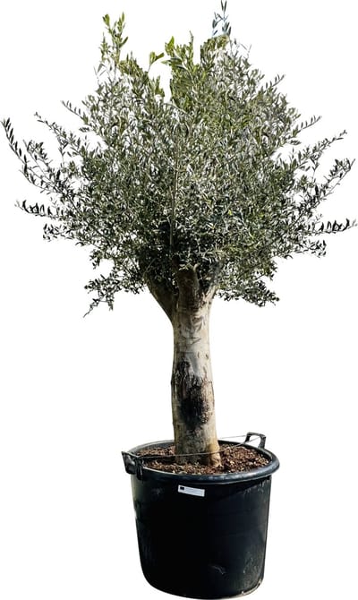 Olijfboom - Olea Europea - Gladde stam - Winterhard - Stamomvang ⌀ 50-60cm - Hoogte  240-260cm