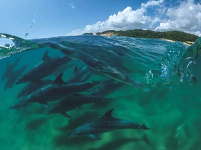 New York Puzzle Company legpuzzel Bottlenose Dolphins - 1000 stukjes