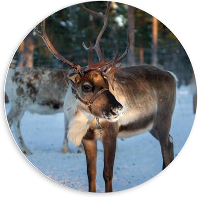 Forex Wandcirkel - Rendier in de Sneeuw - 60x60cm Foto op Wandcirkel (met ophangsysteem)