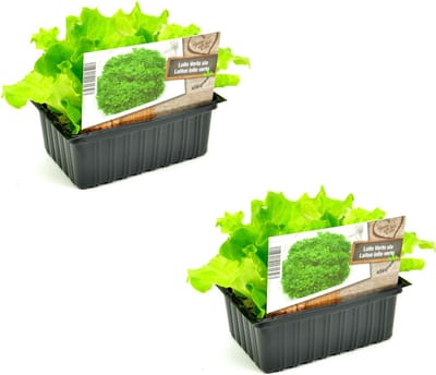Groene Krulsla Lollo Verto – 12 Slaplantjes – Lactuca sativa – Groenteplanten – Zelf Sla Kweken – Moestuin
