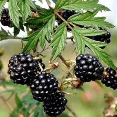 12 x Doornloze Bramenstruik Thornless Evergreen Zwart Braam - Winterharde Fruitplant Klimplant - Rubus 'Thornless Evergreen' in C2(liter) pot met hoogte 50-60cm