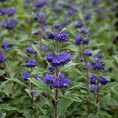 Caryopteris Clandonensis Grand Blue (' Inoveris') - Blauwe Spirea 30-40 cm in pot