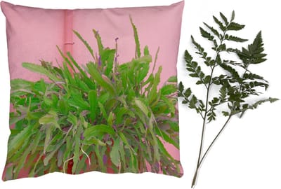 Sierkussens - Kussentjes Woonkamer - 40x40 cm - Plant - Zomer - Roze