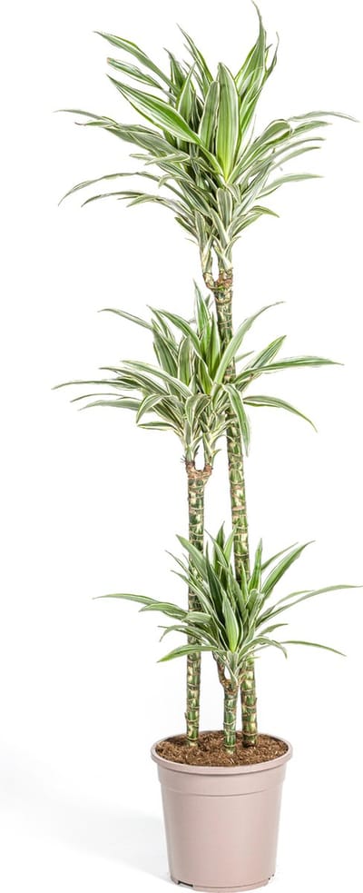 Green Harmony | Dracaena Deremensis White Stripe Ø24cm - 140cm