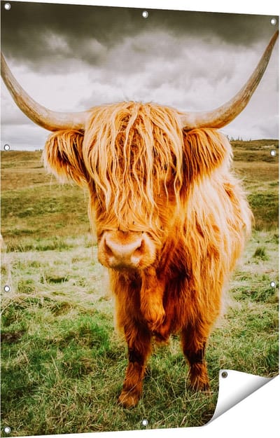 Gards Tuinposter Schotse Hooglanders in de Wei - Kleur - 90x120 cm - Tuindoek - Tuindecoratie - Wanddecoratie buiten - Tuinschilderij