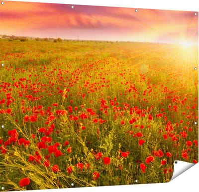 Gards Tuinposter Rode Klaproos Bloemenveld - Zonsondergang - 150x120 cm - Tuindoek - Tuindecoratie - Wanddecoratie buiten - Tuinschilderij