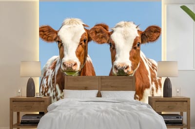 Behang - Fotobehang Koeien - Lucht - Dieren - Boerderij - Portret - Breedte 350 cm x hoogte 350 cm