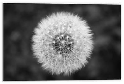 Dibond - Paardenbloem in het zwart/wit - 60x40cm Foto op Aluminium (Met Ophangsysteem)
