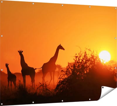 Gards Tuinposter Drie Giraffe Silhouetten bij Zonsondergang - 160x120 cm - Tuindoek - Tuindecoratie - Wanddecoratie buiten - Tuinschilderij