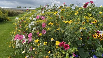 Snijbloemen - Veldbloemenmengsel eenjarig - 100gr. - Advanta