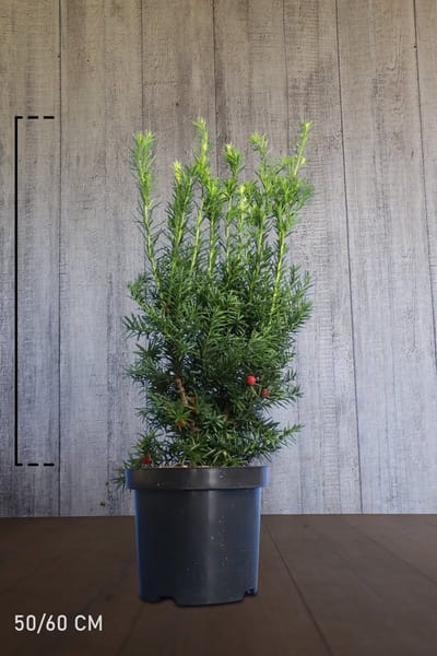 Plants Online - Haagplanten - Taxus media 'Hicksii' - Pot 50-60 cm - set van 10 - Compacte groei - Formele haag - Vruchtdragend - Zeer winterhard