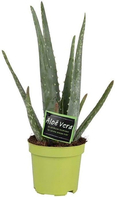 Plantenboetiek.nl | Aloë Vera - Ø10,5cm - 25-35cm hoog - Kamerplant