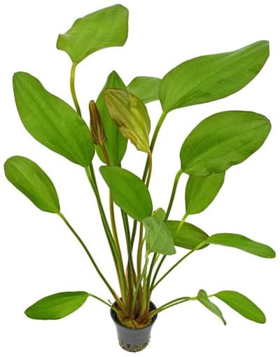 Aquaflora Echinodorus Red Chili | in 5 cm pot