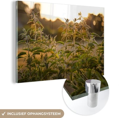 ® Glasschilderij 180x120 cm - Schilderij acrylglas - De zon gaat onder op de achtergrond bij een groep brandnetels - Foto op glas - Muurdecoratie woonkamer - Wanddecoratie slaapkamer - Schilderijen