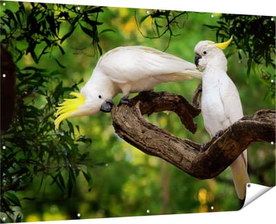 Gards Tuinposter Twee Witte Kaketoes in de Bomen - 180x120 cm - Tuindoek - Tuindecoratie - Wanddecoratie buiten - Tuinschilderij