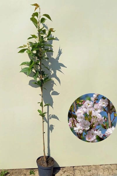 Jonge Zuilvormige Japanse sierkers boom | Prunus serrulata 'Amanogawa' | 150-200cm hoogte