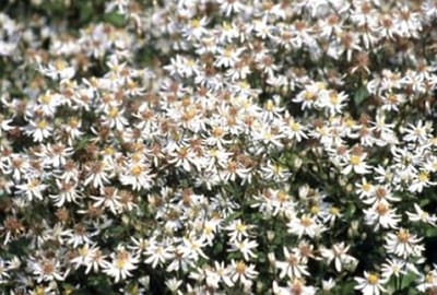 6x Aster - Aster divaricatus | 9x9 cm pot